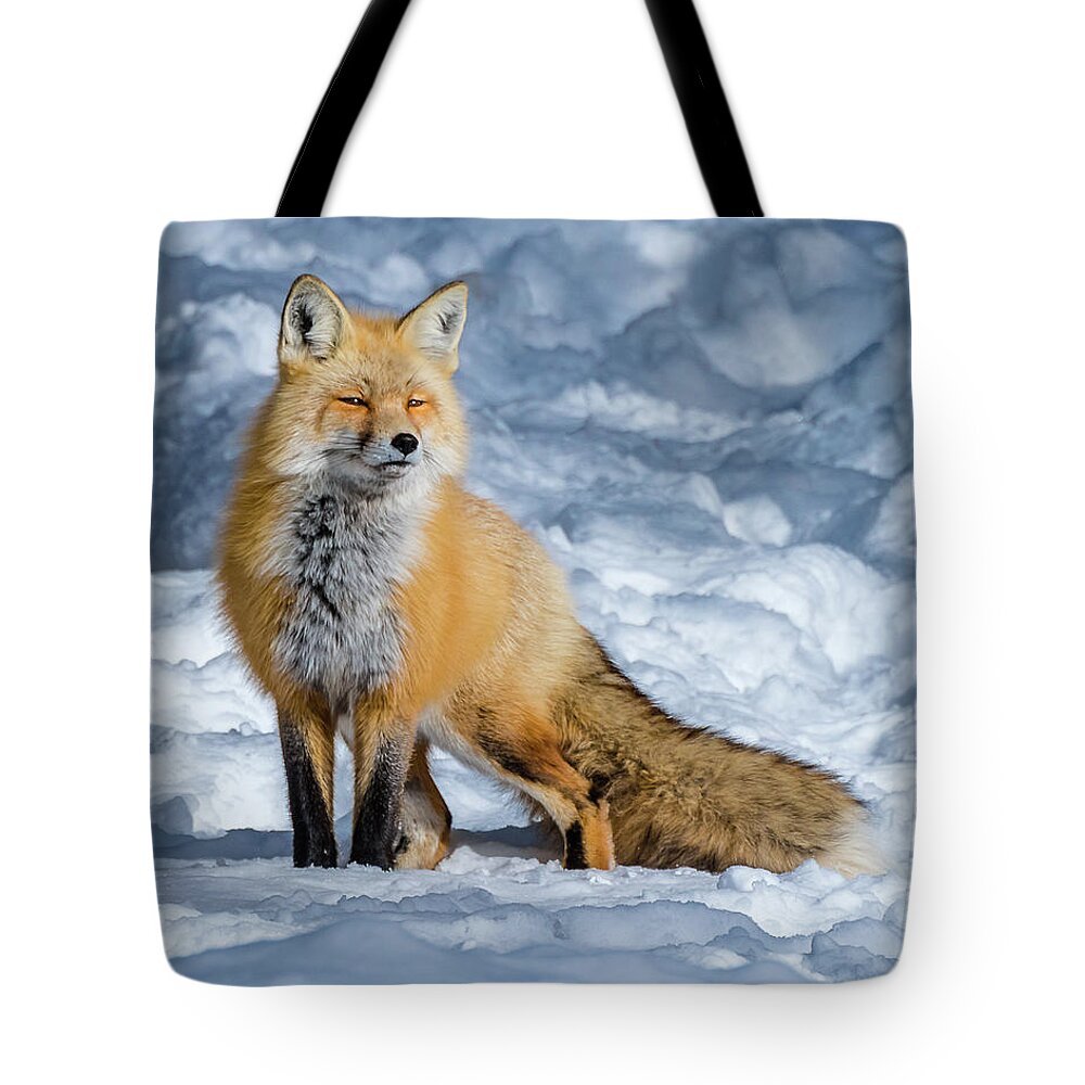 Fox Tote Bag featuring the photograph Fox On A Winter Afternoon by Yeates Photography