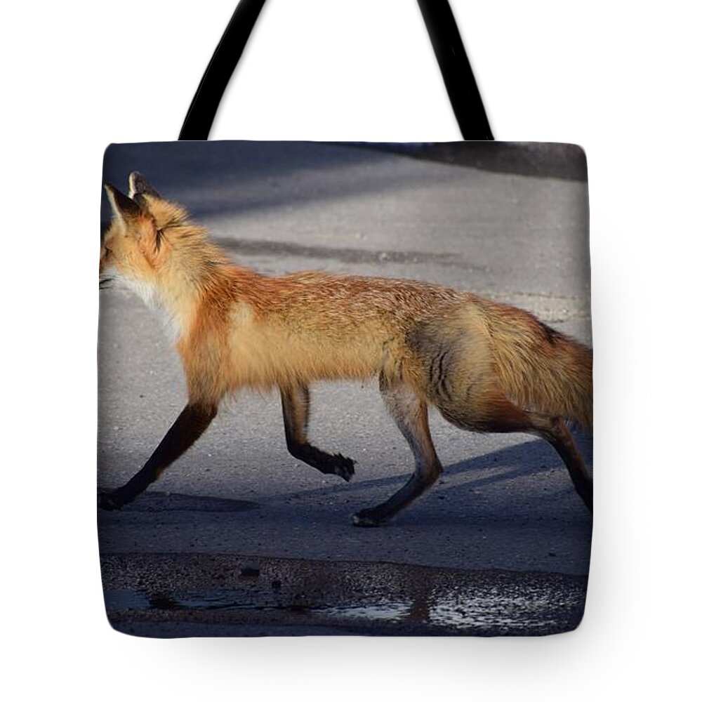 Red Fox Tote Bag featuring the photograph Fox Trot by Johanne Peale