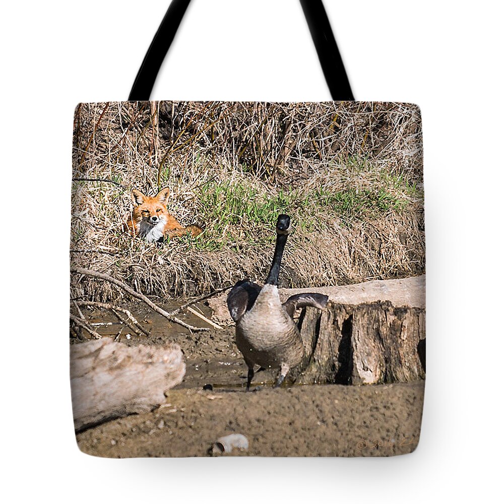 Heron Heaven Tote Bag featuring the photograph Fox Watch by Ed Peterson