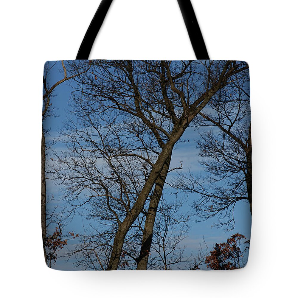Woodland Tote Bag featuring the photograph Framed In Oak - 2 by Linda Shafer