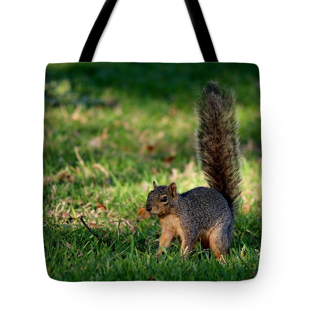 Squirrel Tote Bag featuring the photograph Freeze by Christy Pooschke