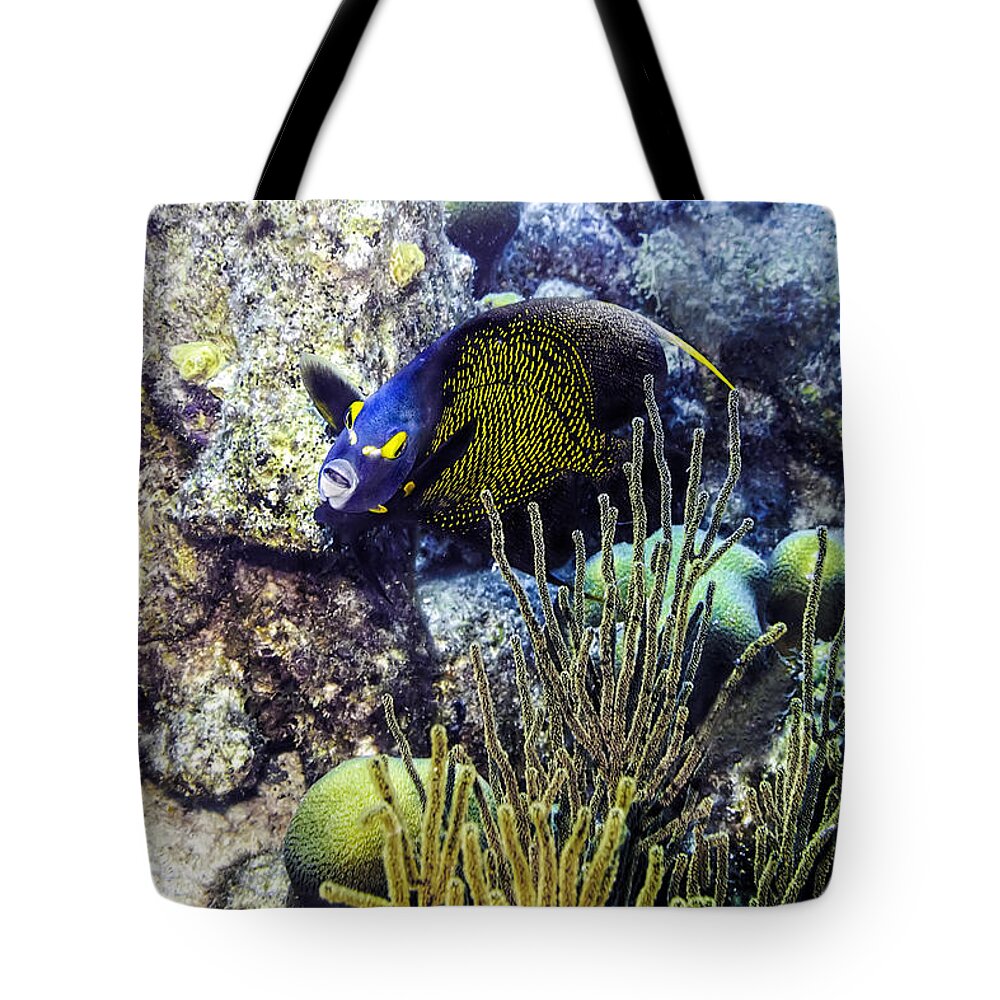 French Angelfish Tote Bag featuring the photograph French Angelfish by Perla Copernik