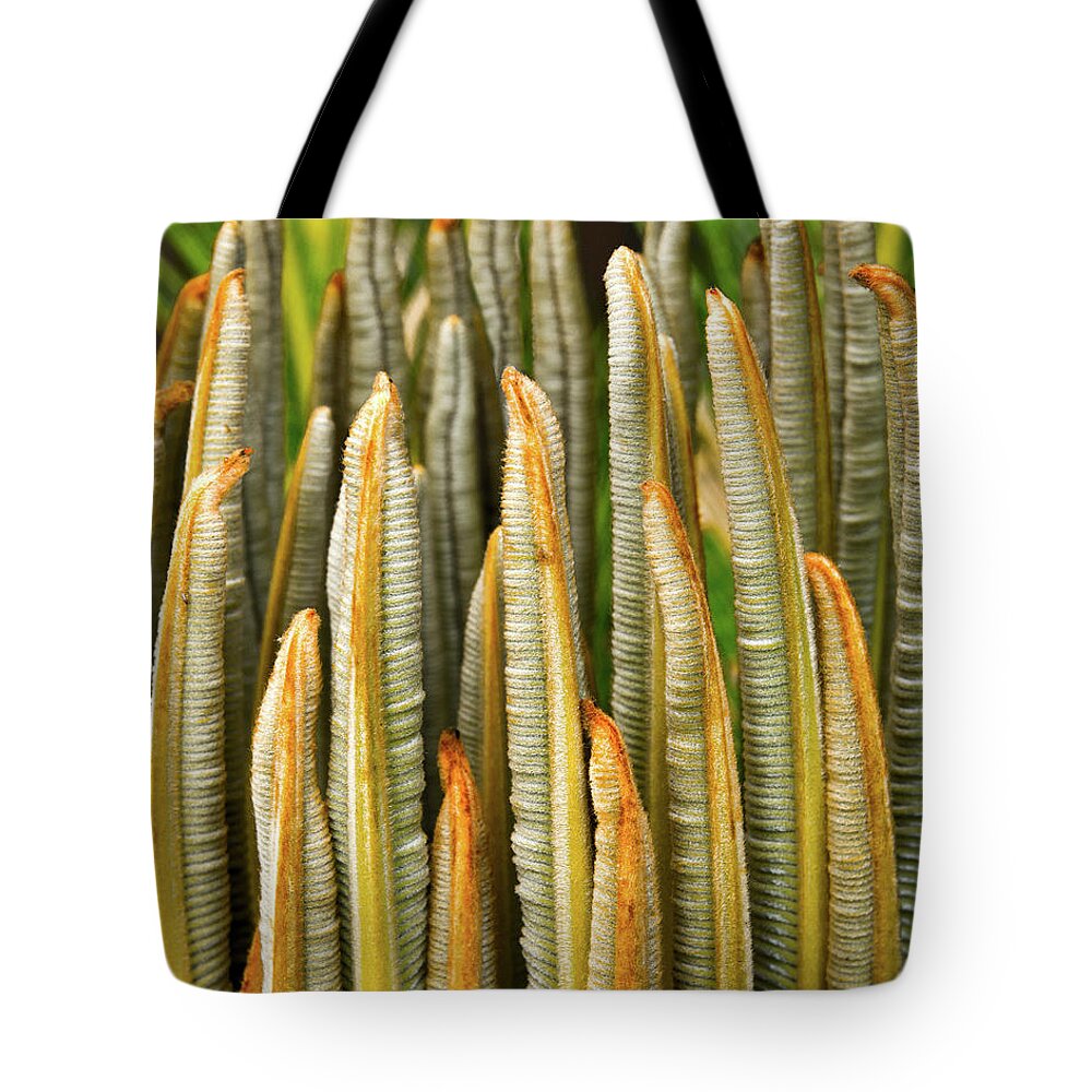 Cycad Tote Bag featuring the photograph Fresh Fronds by Christopher Holmes