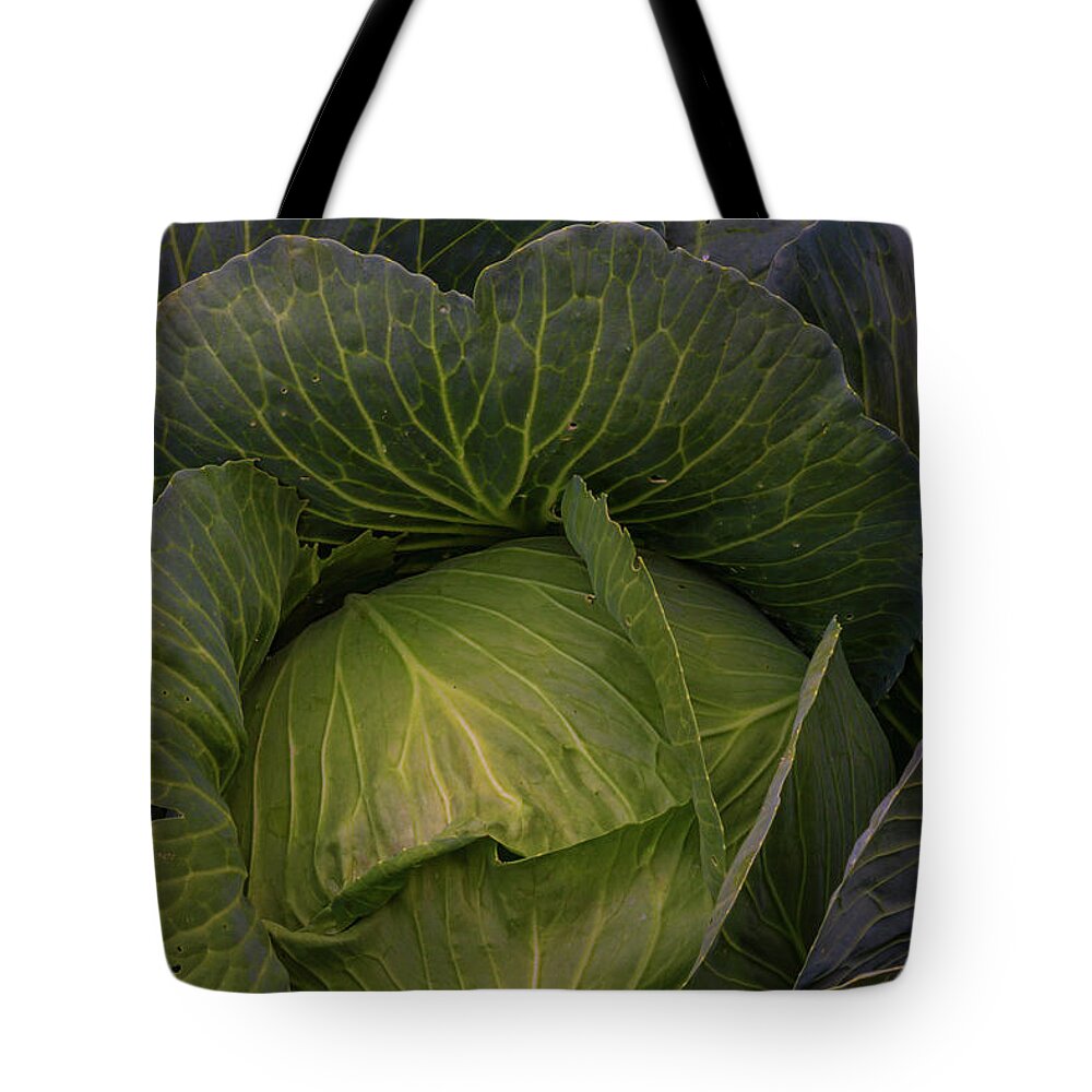 Cabbage Tote Bag featuring the photograph Fresh Vegetable Garden Cabbage by James BO Insogna