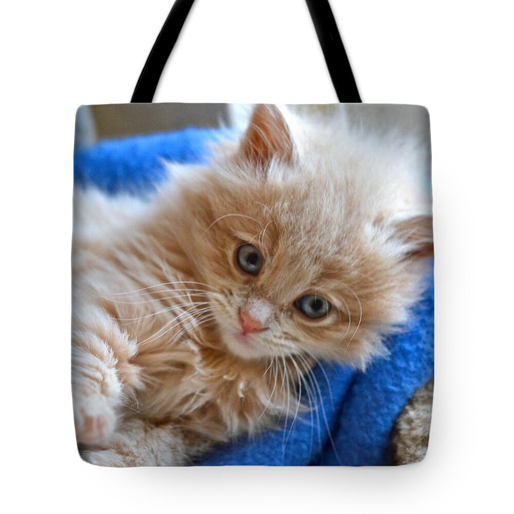 Cat Tote Bag featuring the photograph Freya #2 by Cindy Schneider