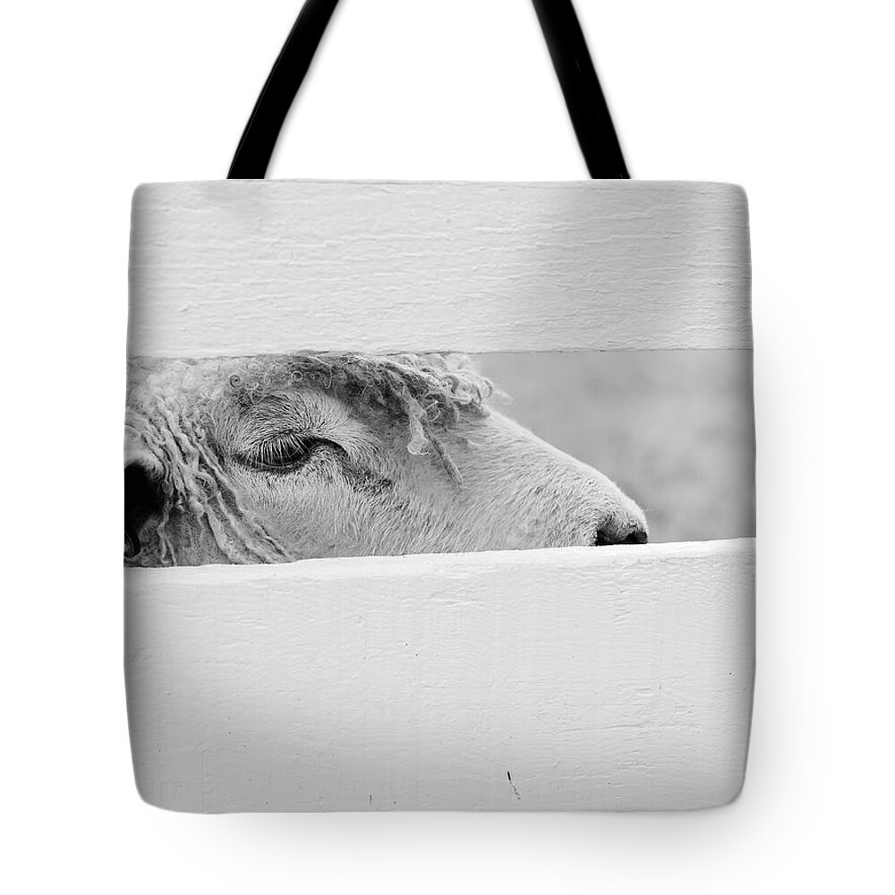 Sheep Tote Bag featuring the photograph Friendly Sheep by Lara Morrison