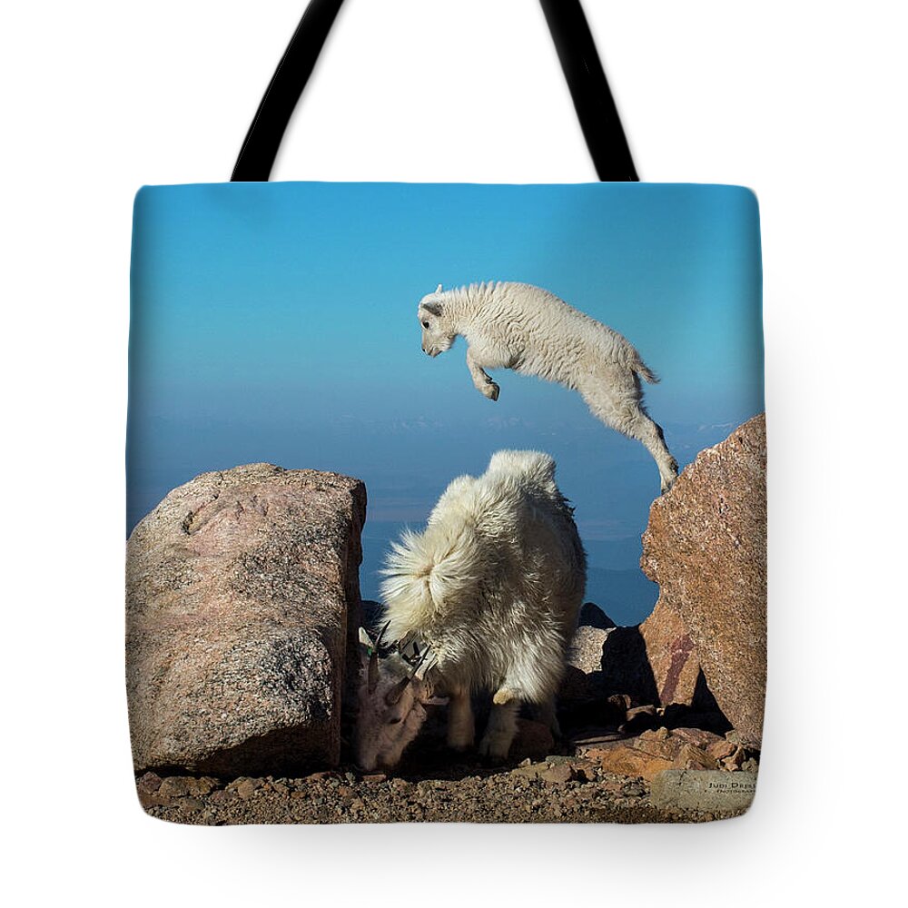 Mountain Goat Tote Bag featuring the photograph Leaping baby mountain goat by Judi Dressler