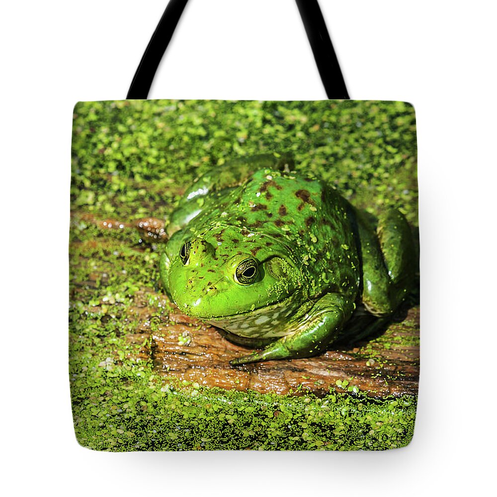 Heron Heaven Tote Bag featuring the photograph Frog And Duck Weed by Ed Peterson