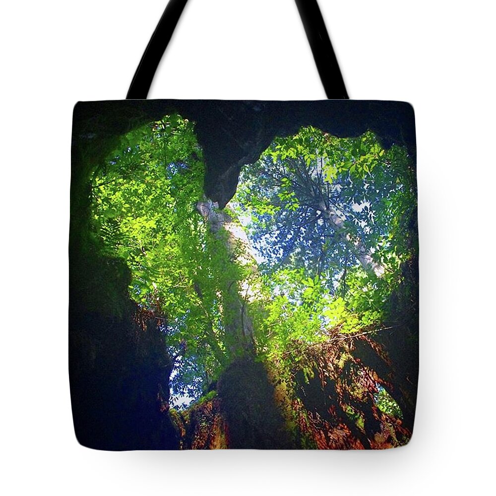 Heart Tote Bag featuring the photograph Wilson stump by Ippei Uchida