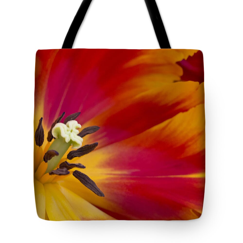 Beauty Tote Bag featuring the photograph Front and Center by Eggers Photography