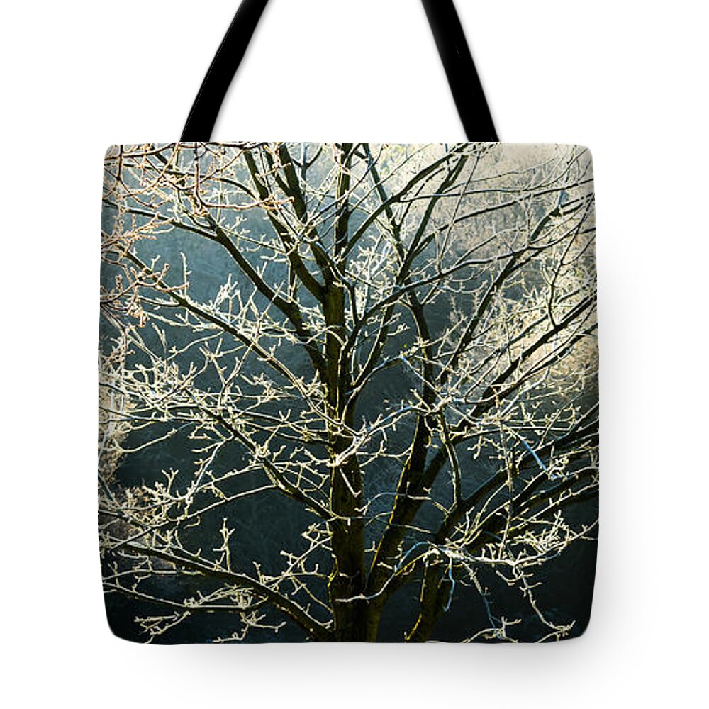Miscellaneous Tote Bag featuring the photograph Frosted trees by Colin Rayner
