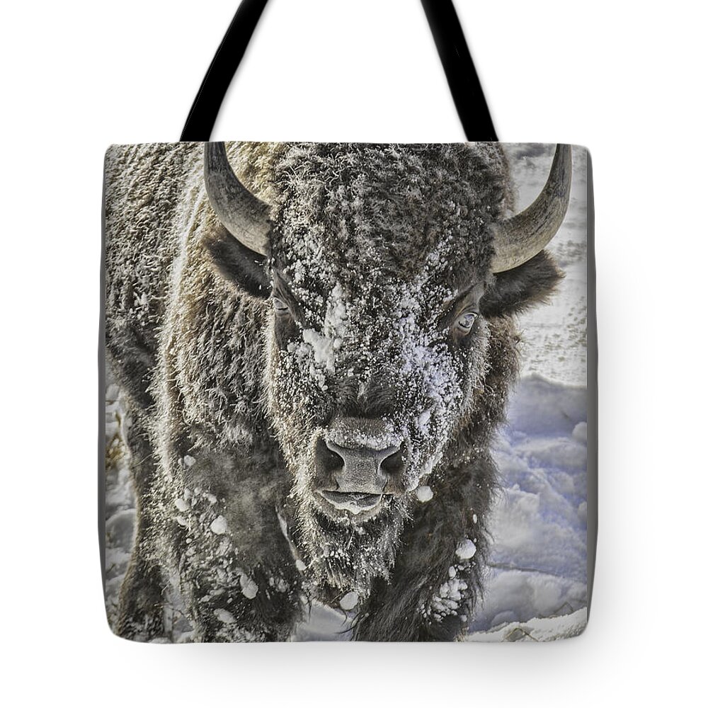 Bison Tote Bag featuring the photograph Frosty Bison by Mark Harrington