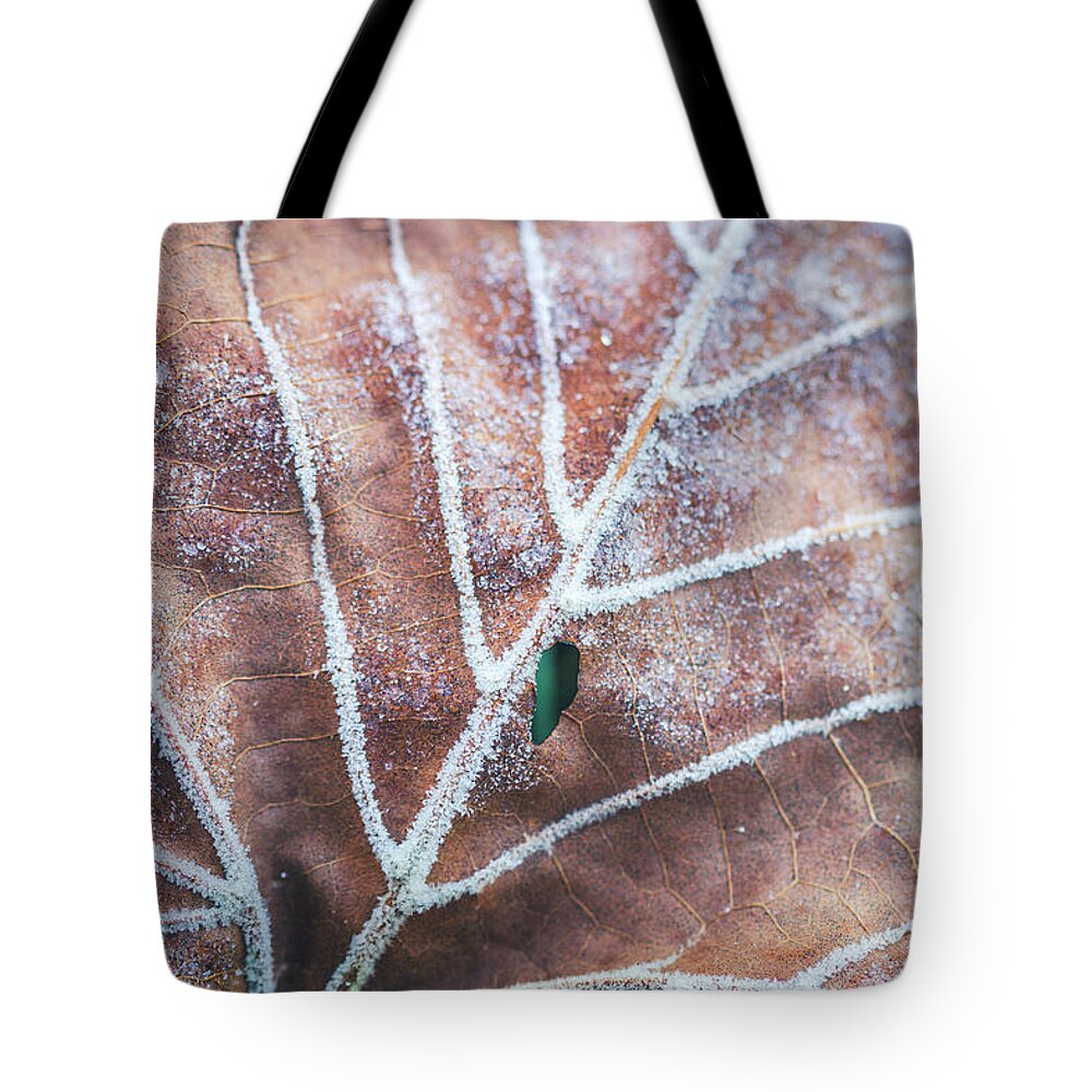 Great Smoky Mountains Tote Bag featuring the photograph Frozen Leaves by Teri Virbickis