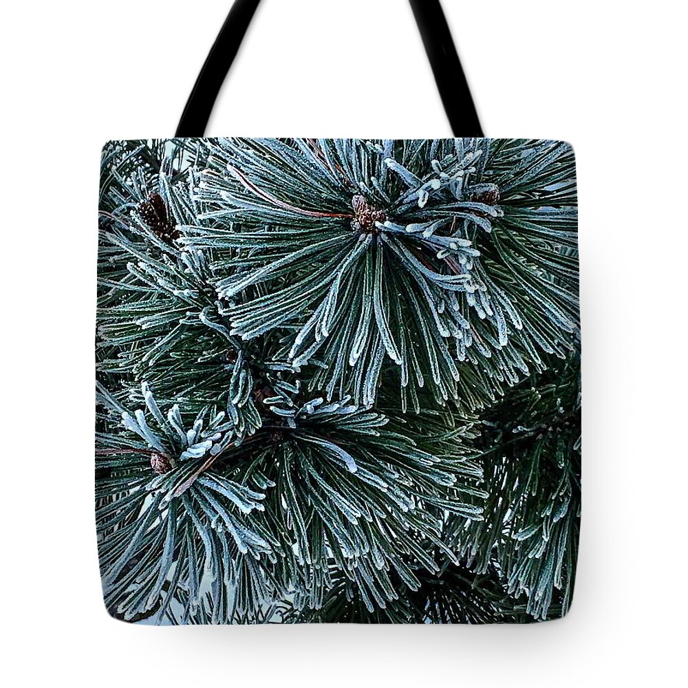 Frost Tote Bag featuring the photograph Frozen Pines by Kathryn Alexander MA