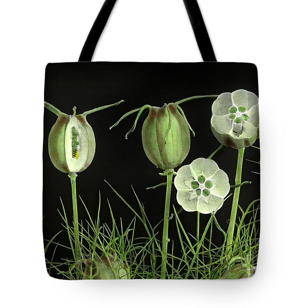 Fruit Of Love-in-a-mist 1930 Tote Bag featuring the painting Fruit of Love-in-a-Mist by MotionAge Designs