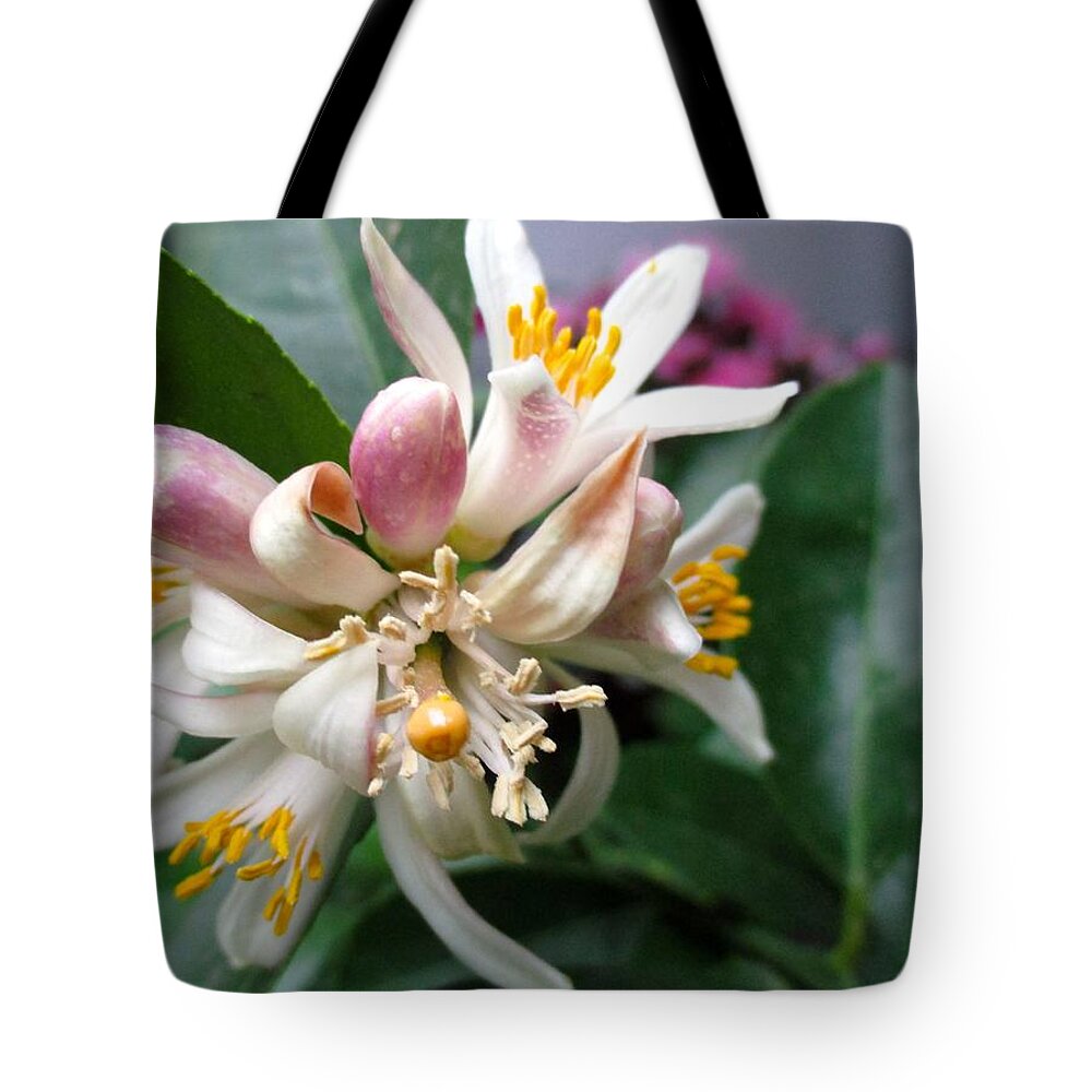 Fruit Tree Tote Bag featuring the photograph Fruit to Bear by Etta Harris