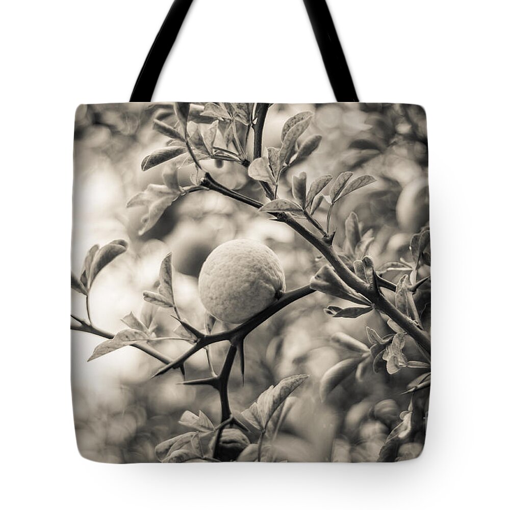Peaceful Tote Bag featuring the photograph Fruit Tree by Ana V Ramirez