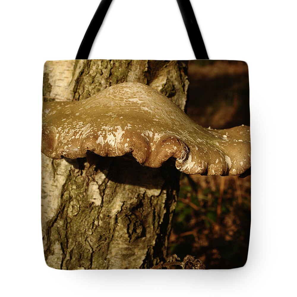 Fungi Tote Bag featuring the photograph Fungus On Silver Birch by Adrian Wale