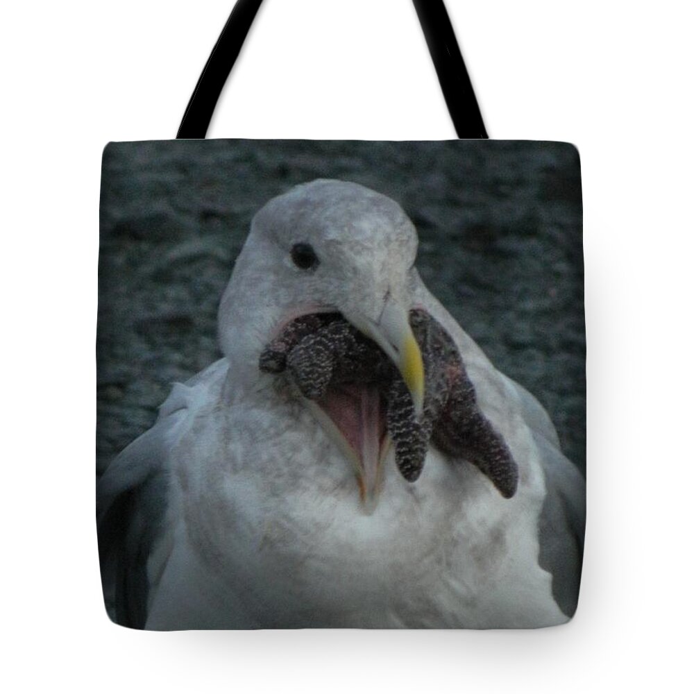Starfish Tote Bag featuring the photograph Funny Seagull With Starfish by Gallery Of Hope 