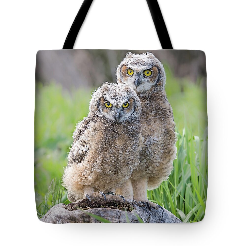 Nature Tote Bag featuring the photograph Furrballs by Ian Sempowski