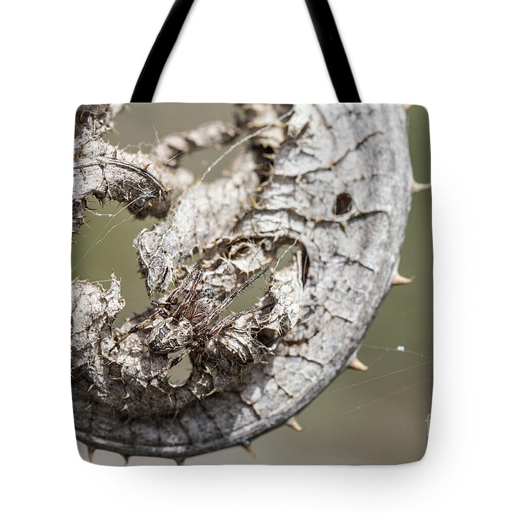Animal Tote Bag featuring the photograph Furrow Orb Weaver on a dry thisle leaf by Jivko Nakev