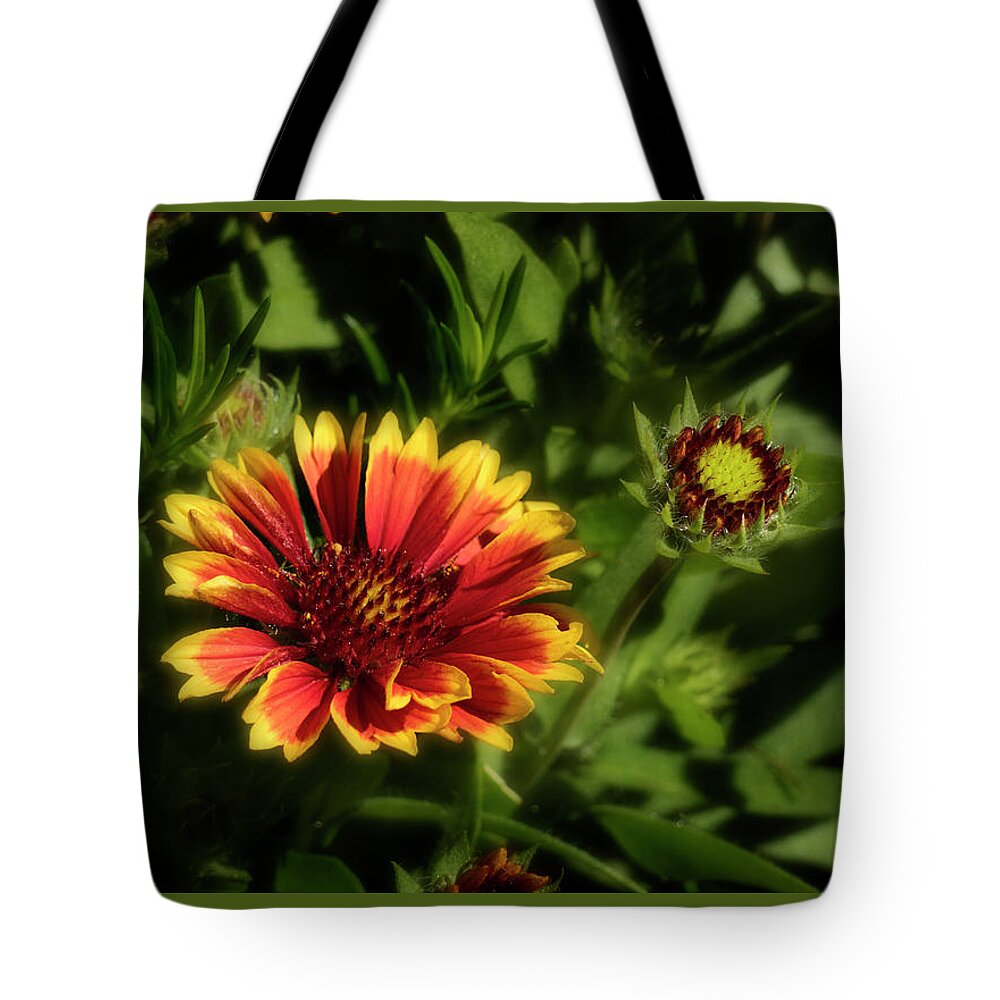 Flowers Tote Bag featuring the photograph Gaillardia by Garry McMichael