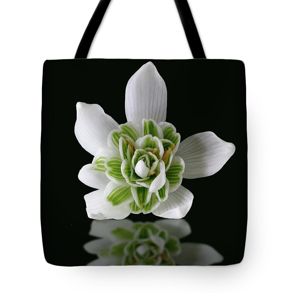 Galanthus Nivalis Tote Bag featuring the photograph Galanthus nivalis Flore Pleno by John Edwards