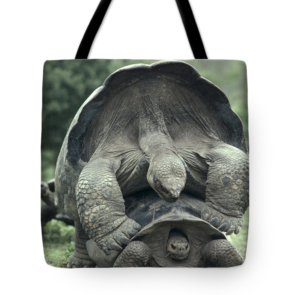 00140905 Tote Bag featuring the photograph Galapagos Tortoises Mating by Tui De Roy