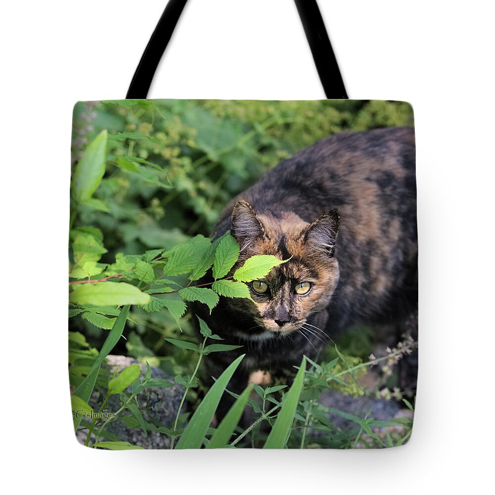 Cat Tote Bag featuring the photograph Garden Cat on the Hunt by Kae Cheatham