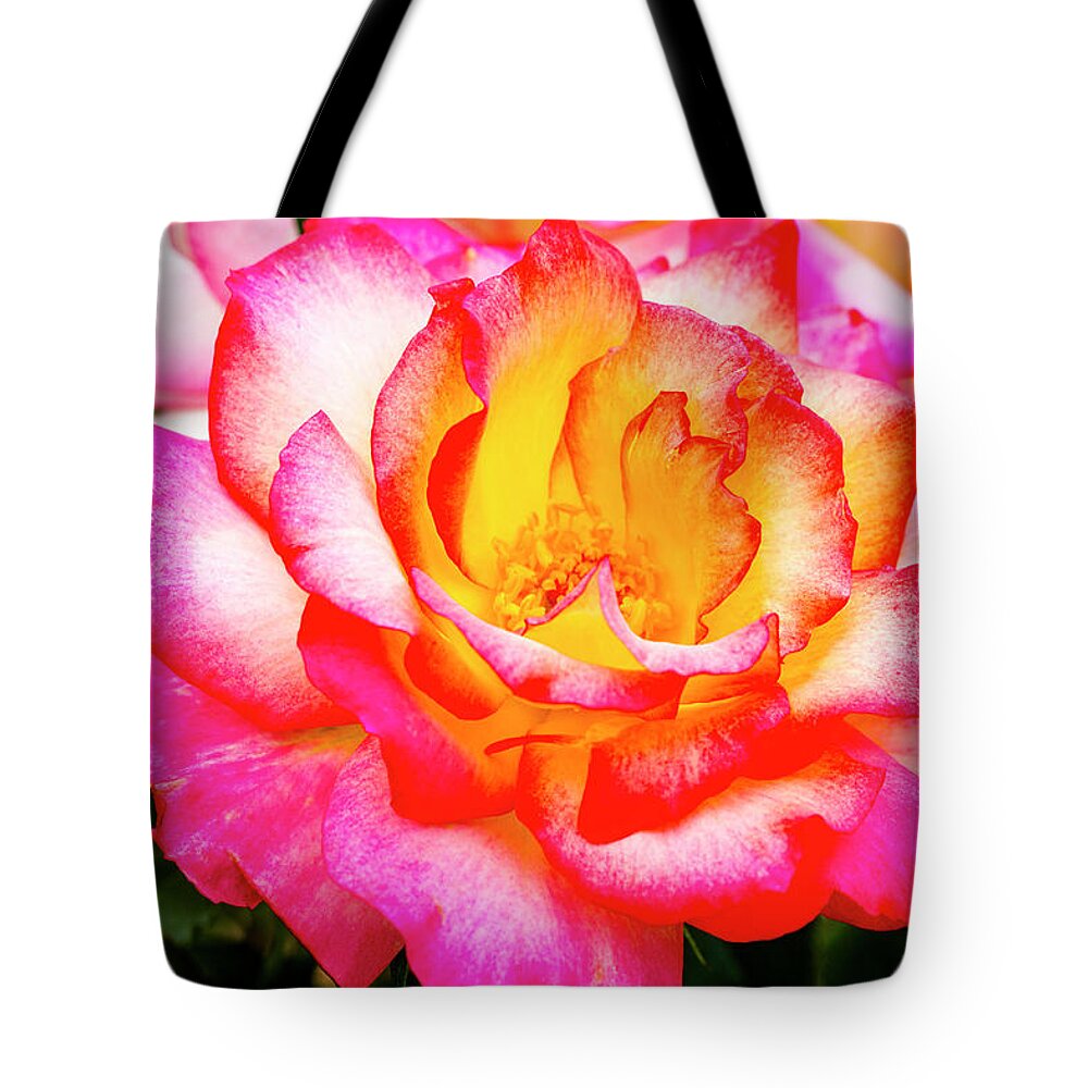 Valentine Tote Bag featuring the photograph Garden Rose Beauty by Teri Virbickis