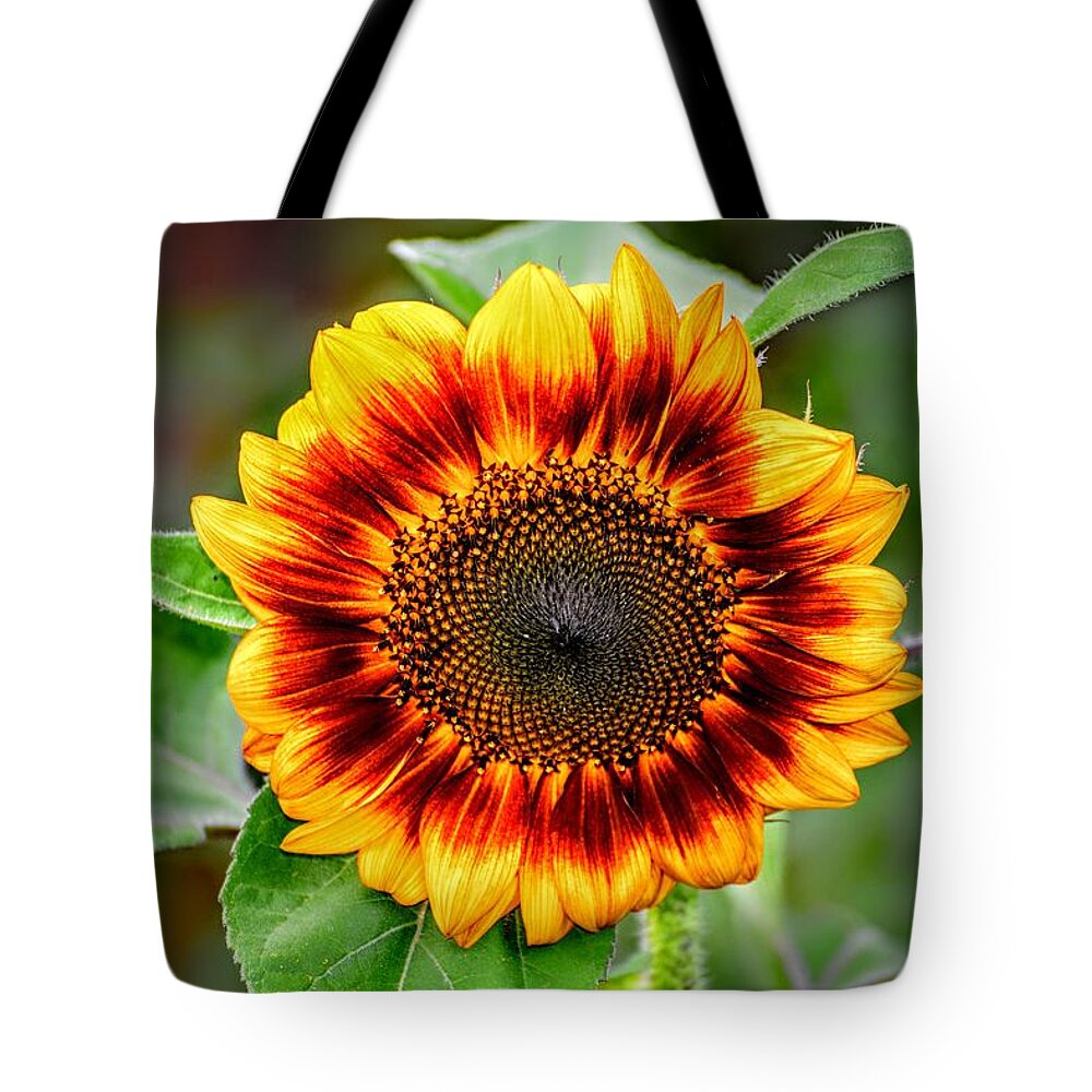 Sunflower Tote Bag featuring the photograph Garden Sequence by Michael Brungardt