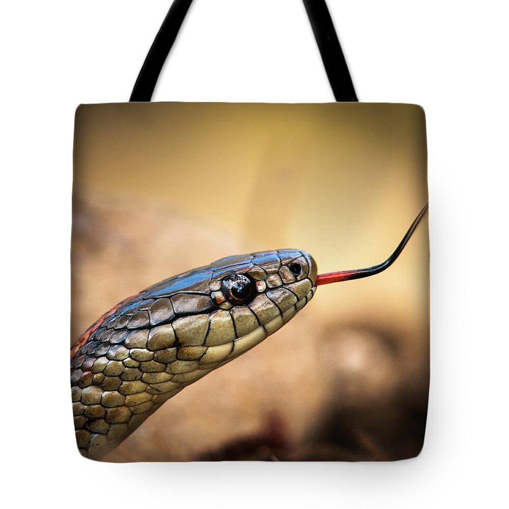 Animals Tote Bag featuring the photograph Garter Snake and Tongue by Robert Potts