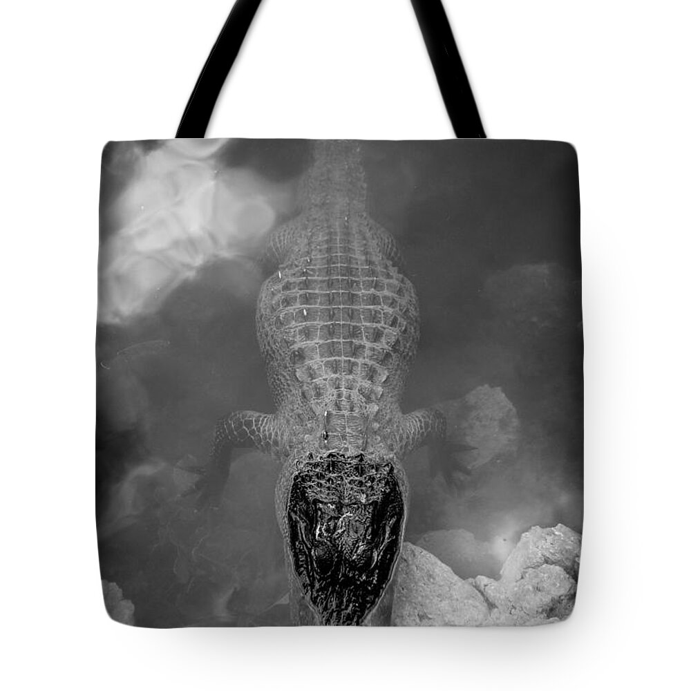 Gators Tote Bag featuring the photograph Gator Drama by Hermes Fine Art