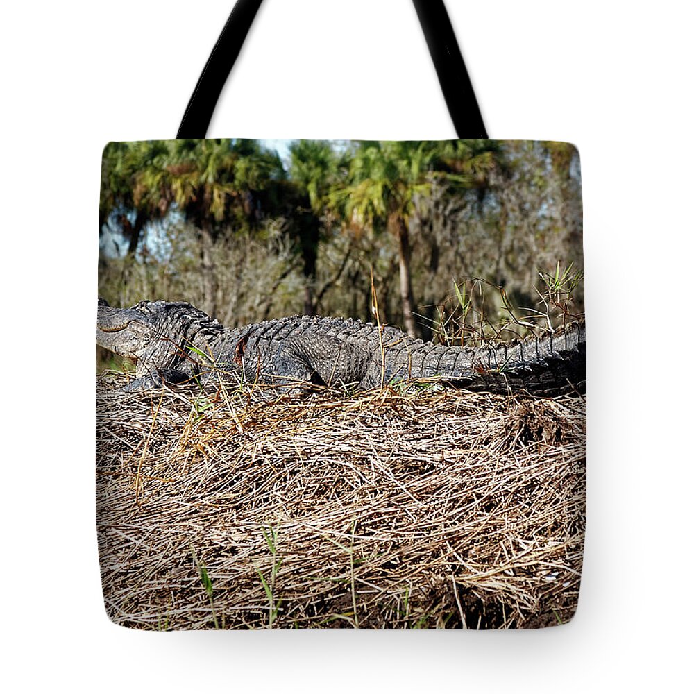 American Alligator Sunning Tote Bag featuring the photograph Gator Sunning by Sally Weigand