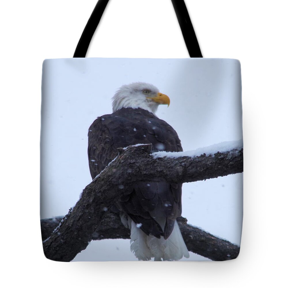 Agle Tote Bag featuring the photograph Gazing eagle by Jeff Swan