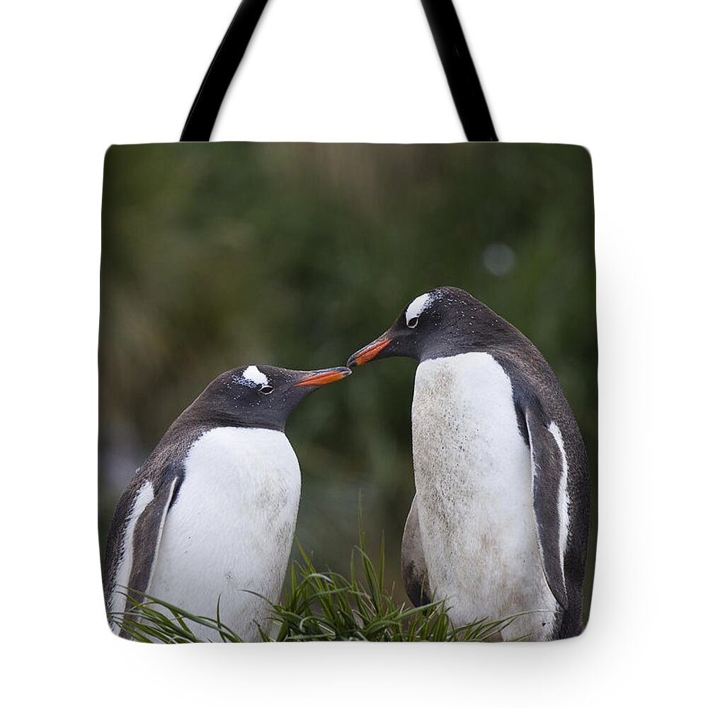 00761863 Tote Bag featuring the photograph Gentoo Penguins Nesting In Gold Harbor by Suzi Eszterhas