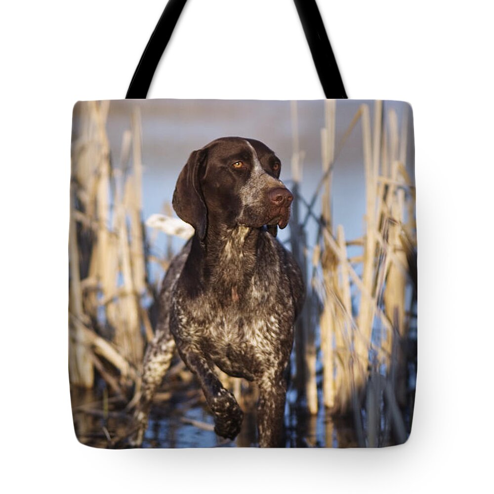 Gsp Tote Bag featuring the photograph German Shorthair On Point - D000897 by Daniel Dempster