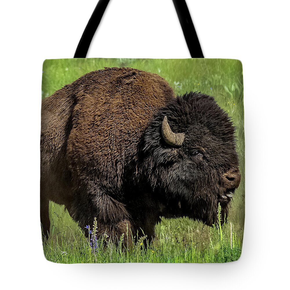 Bison Tote Bag featuring the photograph Getting Ready For Rut by Yeates Photography