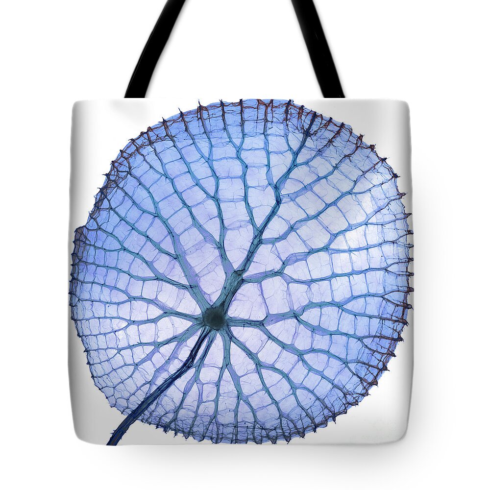 Giant Amazon Water Lilies Tote Bag featuring the photograph Giant Amazon Water Lily, X-ray by Ted Kinsman
