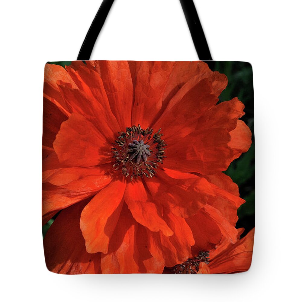 Flowers.poppy Tote Bag featuring the photograph Giant Mountain Poppy by Ron Cline