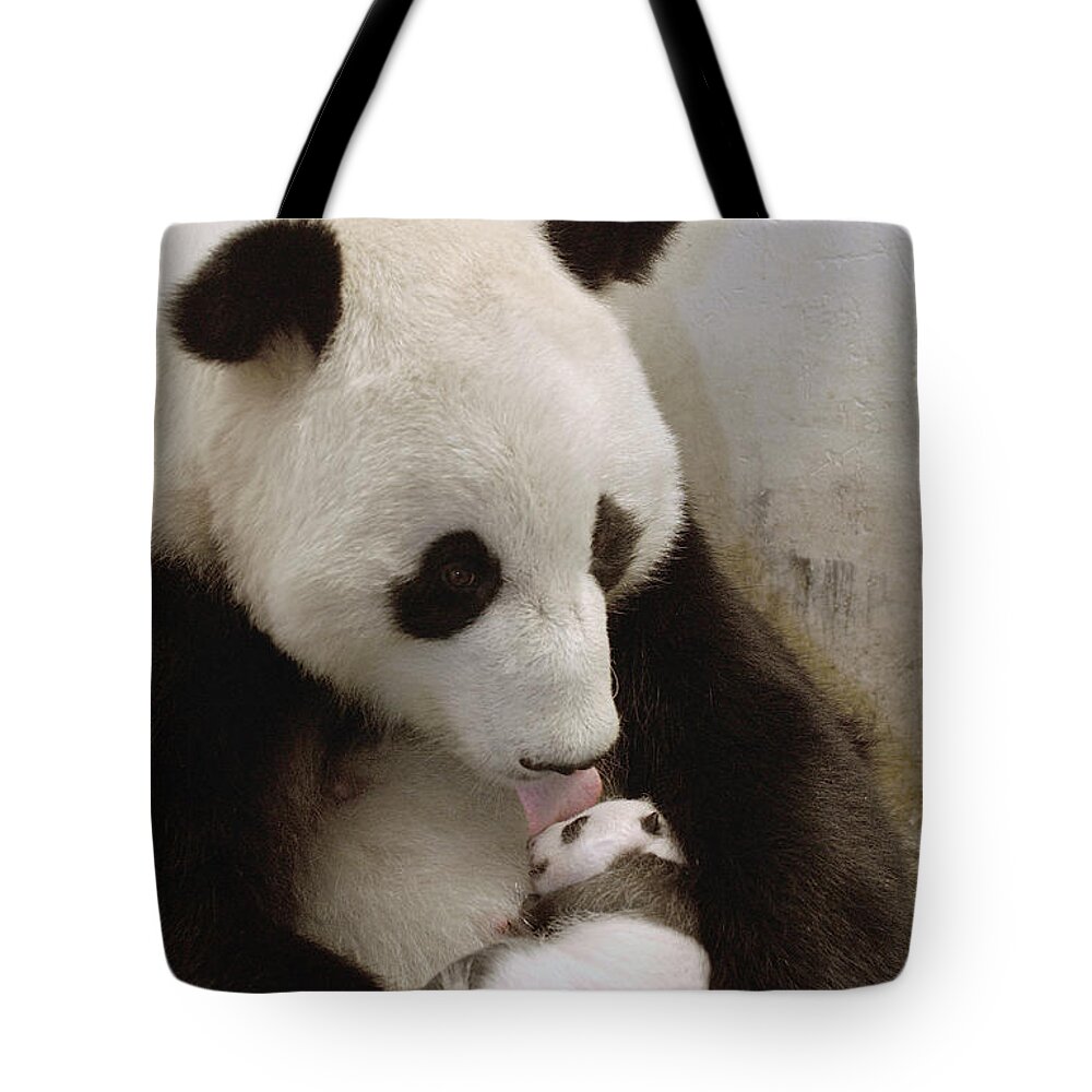 Mp Tote Bag featuring the photograph Giant Panda Ailuropoda Melanoleuca Xi by Katherine Feng