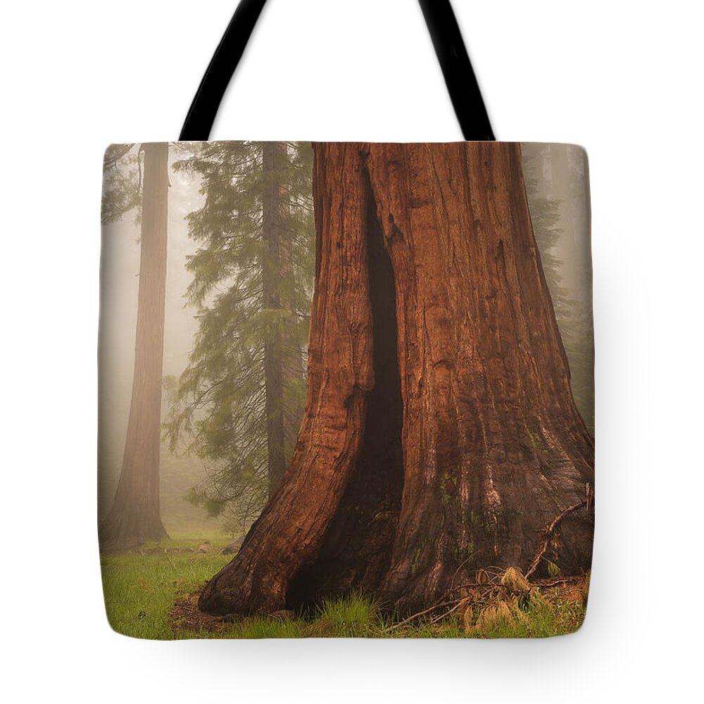 Tree Tote Bag featuring the photograph Giant Sequoia Tree by Ben Graham