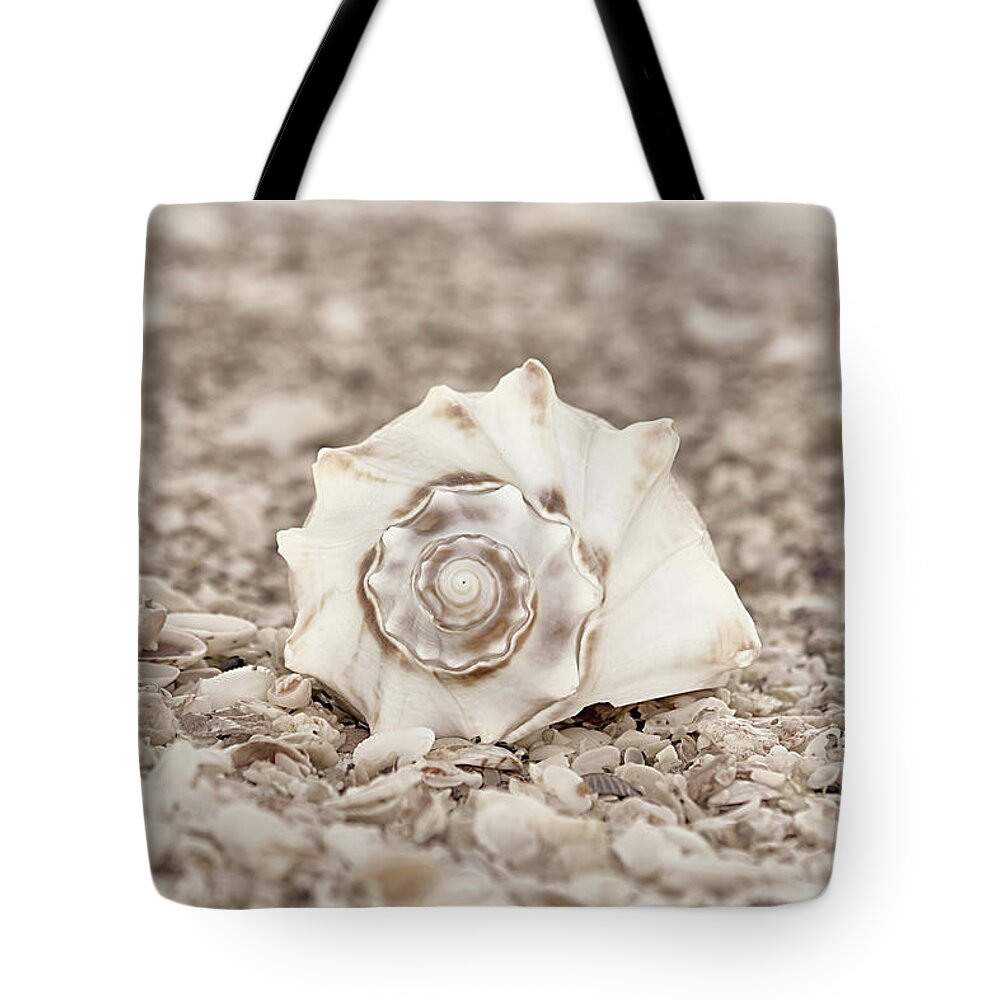 Seashells Tote Bag featuring the photograph Gift of the Sea by Kim Hojnacki