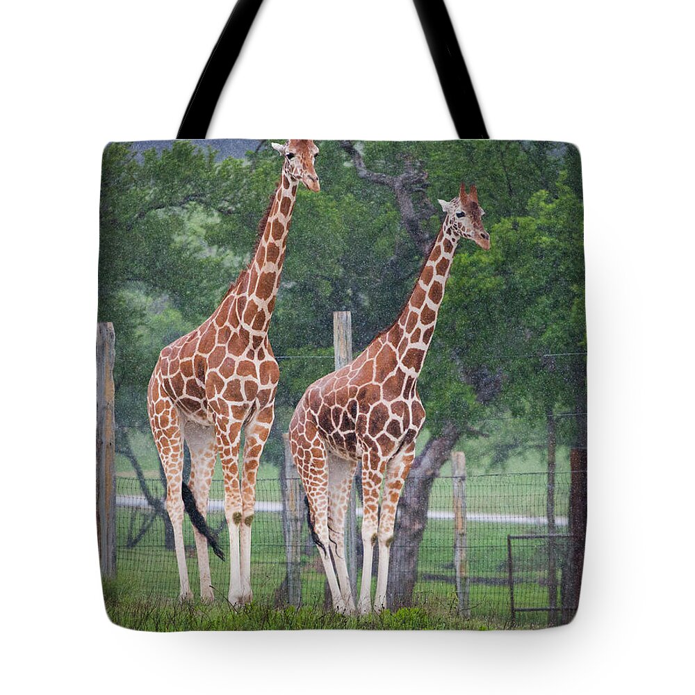 Fossil Rim Wildlife Center Tote Bag featuring the photograph Giraffes in the Rain by Greg Kopriva