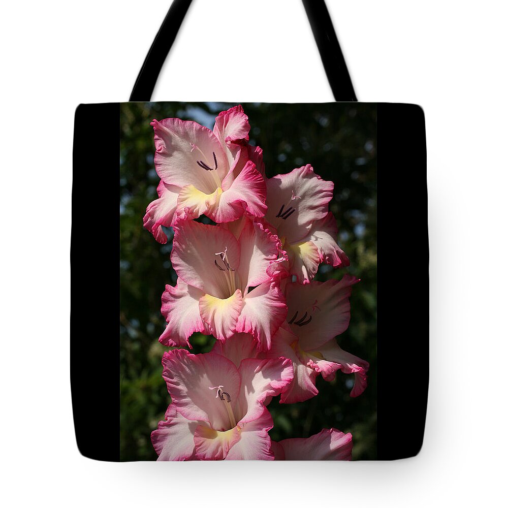 Gladiolus Tote Bag featuring the photograph Gladiolus Parfait by Tammy Pool