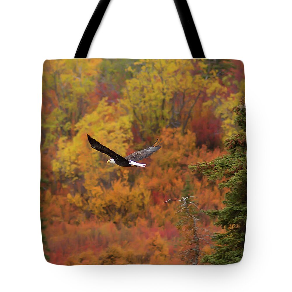 American Bald Eagle Tote Bag featuring the photograph Glide Path by Ed Boudreau