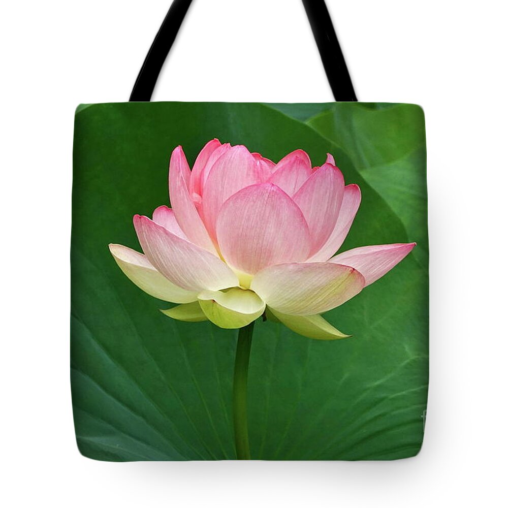Beautiful Large Lotus Blossom Tote Bag featuring the photograph Glorious Beauty Of The Lotus by Byron Varvarigos