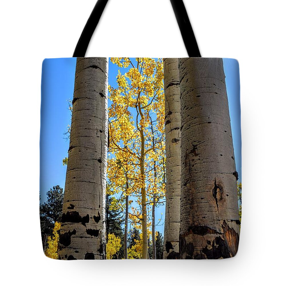 Aspens Tote Bag featuring the photograph Glowing Grove by Michael Brungardt