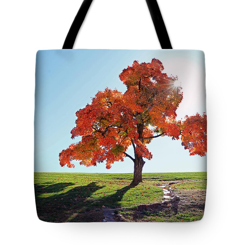 Tree Tote Bag featuring the photograph Glowing Tree by Christopher McKenzie