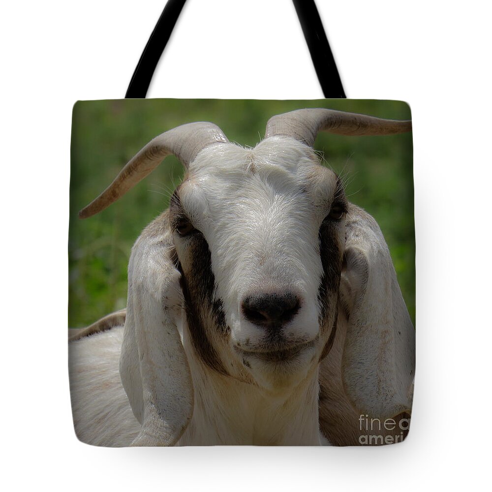 Domestic Tote Bag featuring the photograph Goat 1 by Christy Garavetto
